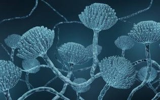Mudanças climáticas ampliam risco de infecções por fungos