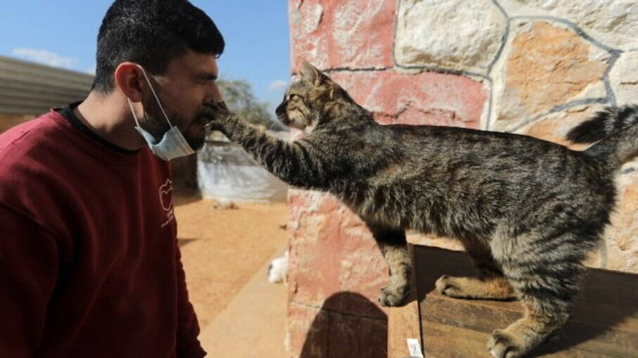Santuário abriga mais de mil gatos resgatados de zona de guerra
