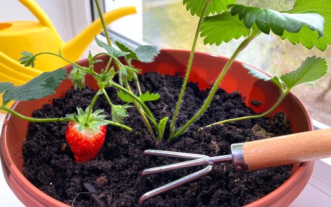 Aprenda o segredo de como plantar morango em casa