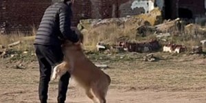 Golden retriever impede tutor de entrar em cidade fantasma