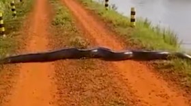 Conheça a vida secreta das pererecas-de-vidro amazônicas