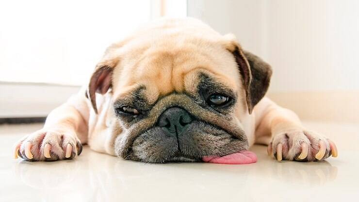 Cuidados para evitar a intoxicação em cachorros