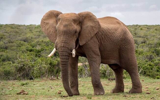 Depois de perseguir o veículo, o elefante desistiu de ir atrás dos agentes florestais.