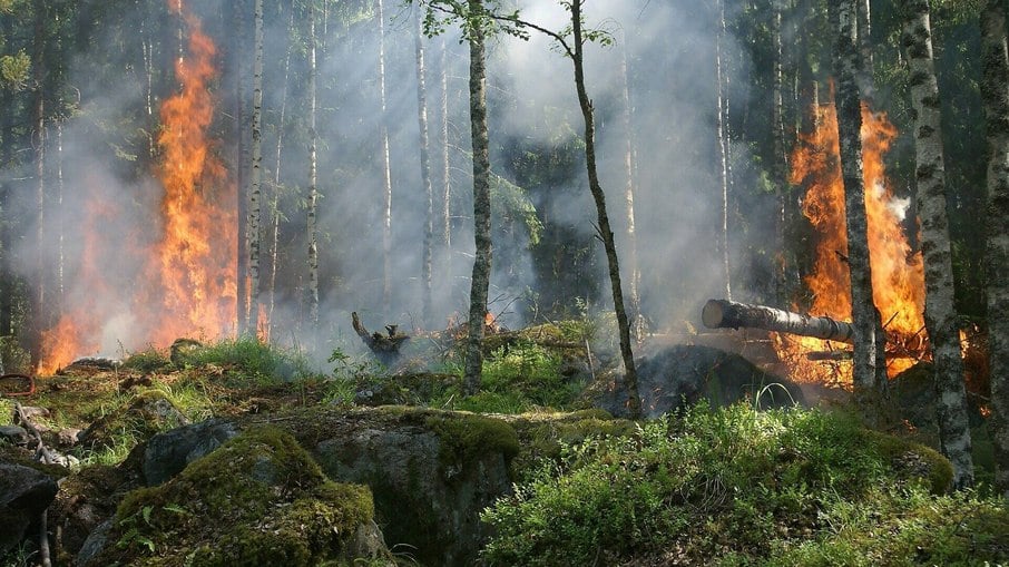 Cobertura florestal mundial perde 3,7 milhões de hectares em 2023