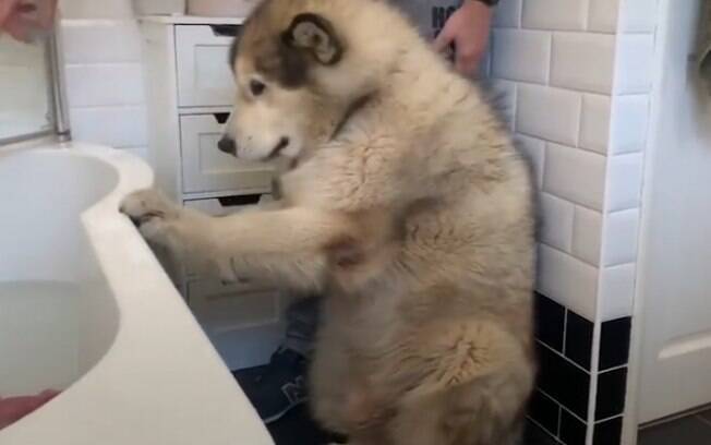 Família toda tenta convencer cão a tomar banho; veja vídeo