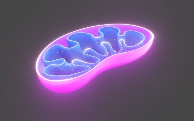 Covid longa provoca danos duradouros às mitocôndrias das células
