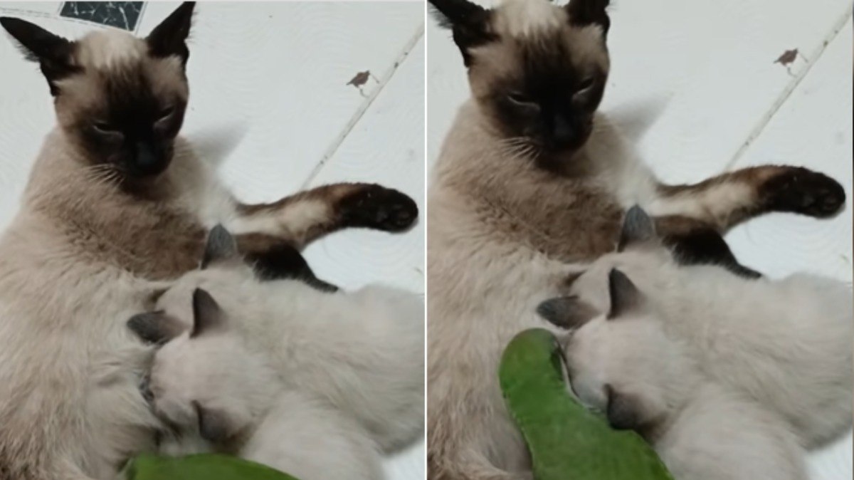 Periquito tenta mamar em gata com filhotes e diverte a web