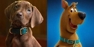 Scooby-Doo será vivido pela 1ª vez por cachorro real; saiba mais