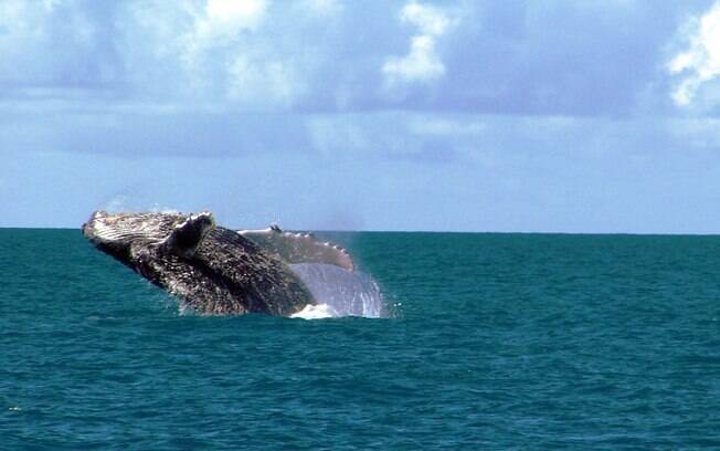 Na região de Abrolhos, em Prado, é possível ver de perto as baleias jubartes que sempre aparecem por lá