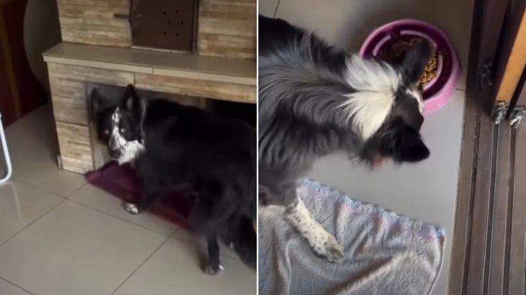 Border%20Collie%20s%C3%B3%20come%20ap%C3%B3s%20conferir%20se%20galinhas%20foram%20alimentadas