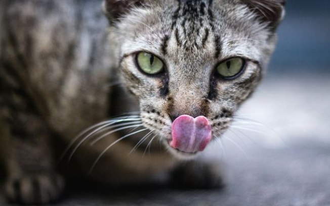 Por que os gatos lambem as pessoas?