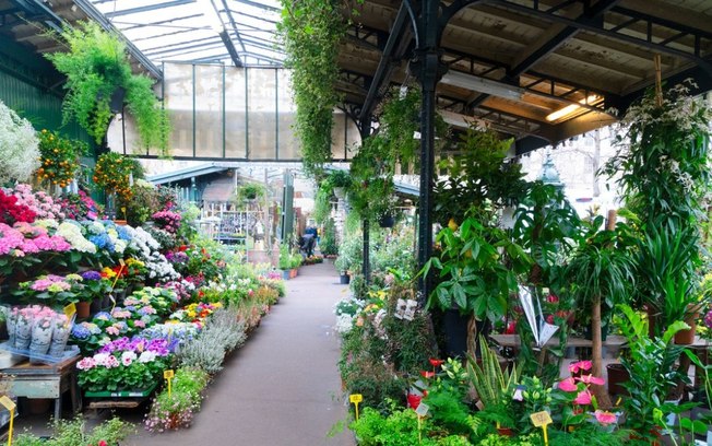 Conheça 3 plantas perfeitas para melhorar a qualidade do ar da sua casa