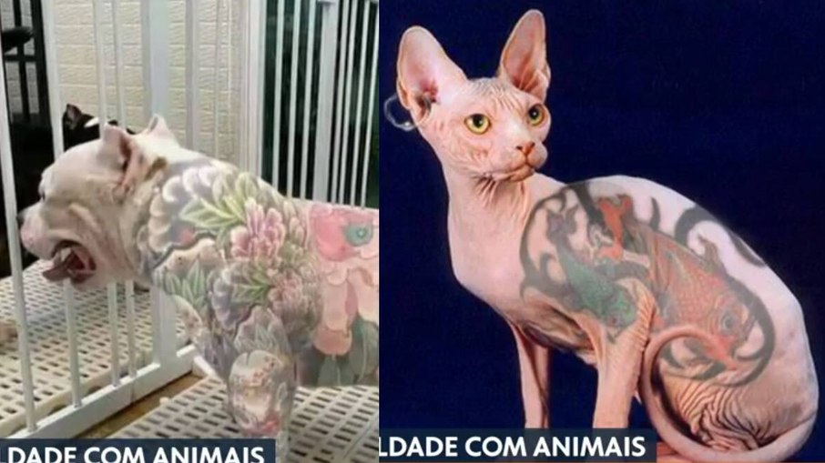 Senado aprova lei que proíbe tatuagens e piercings em pets no Brasil Senado aprova lei que proíbe tatuagens e piercings em pets no Brasil