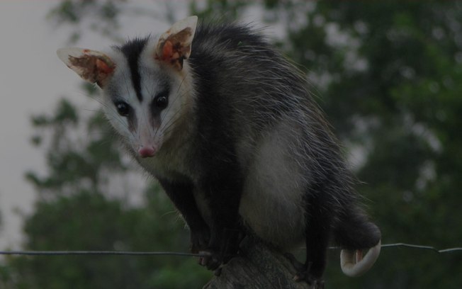 Mudanças climáticas podem extinguir mamíferos na Caatinga