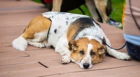 Pet envenenado: conheça os sintomas e tratamento