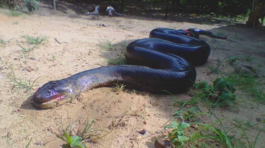 Cobra sucuri de 5 metros foi encontrada em área de mata