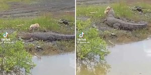 Vídeo mostra crocodilo devorando cachorro em lago de casa