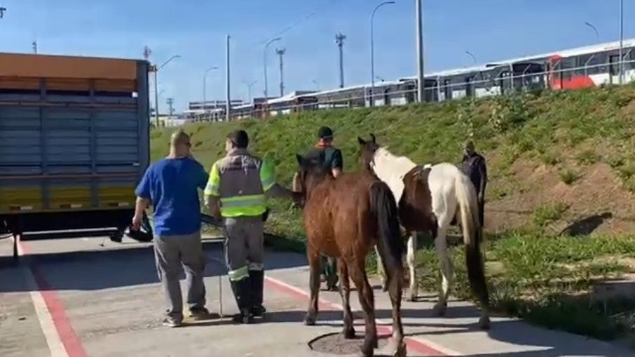 Animais foram recolhidos nas proximidades do terminal de transporte coletivo do Satélite Íris.