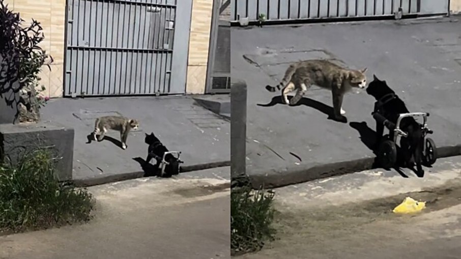 Gato cadeirante viraliza após 