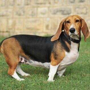 Basset Artesiano Normando - undefined