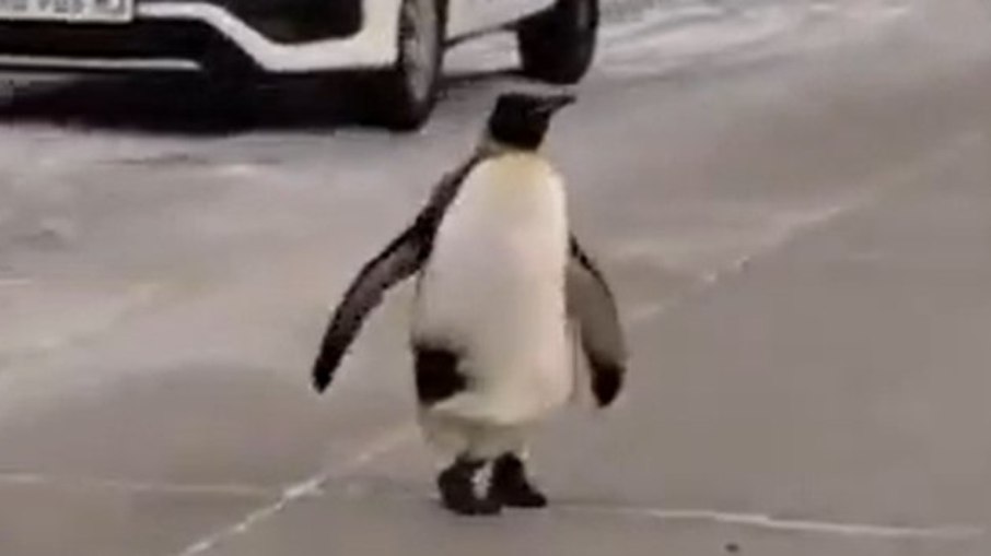 Pinguim andando na rua