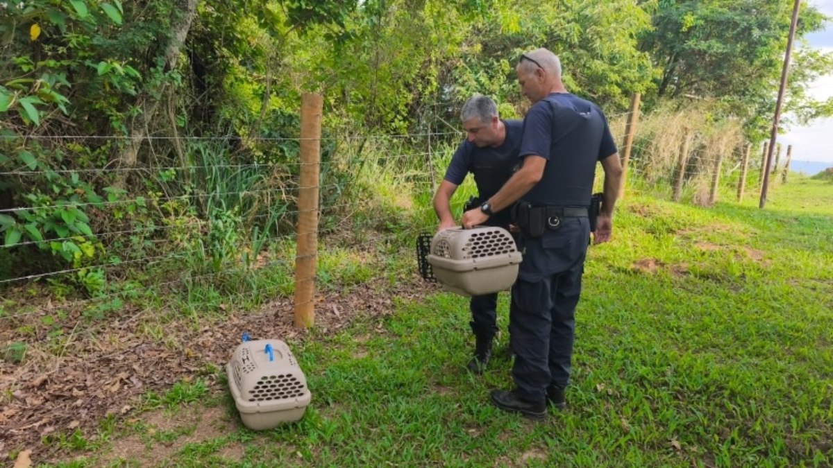 Dois gaviões e quatro gambás foram devolvidos à natureza