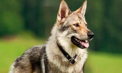 Conheça as 11 raças de cachorro que mais se parecem com os lobos