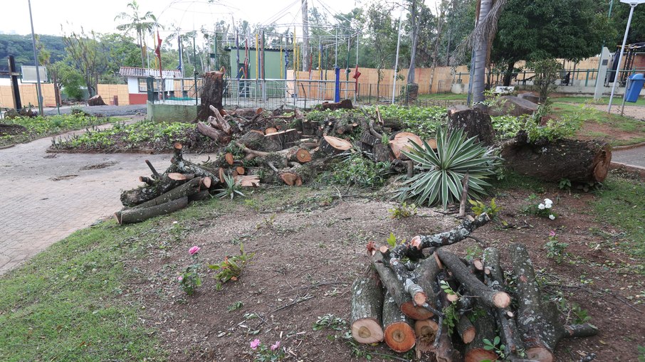 Foram 181 árvores removidas da Lagoa do Taquaral, após árvore de grande porte cair e matar uma criança