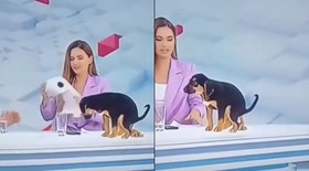 Cão faz cocô ao vivo e choca apresentadora na Bolívia
