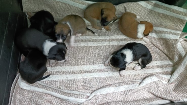 Tutora pede devolução de cães abandonados