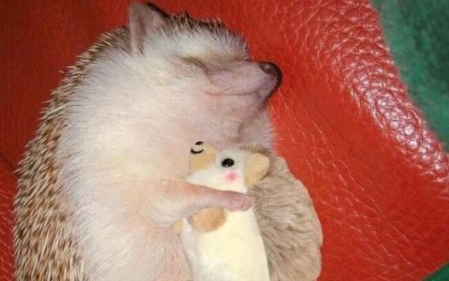 Pequeno ouriço tirando soneca com seu mini bicho de pelúcia 