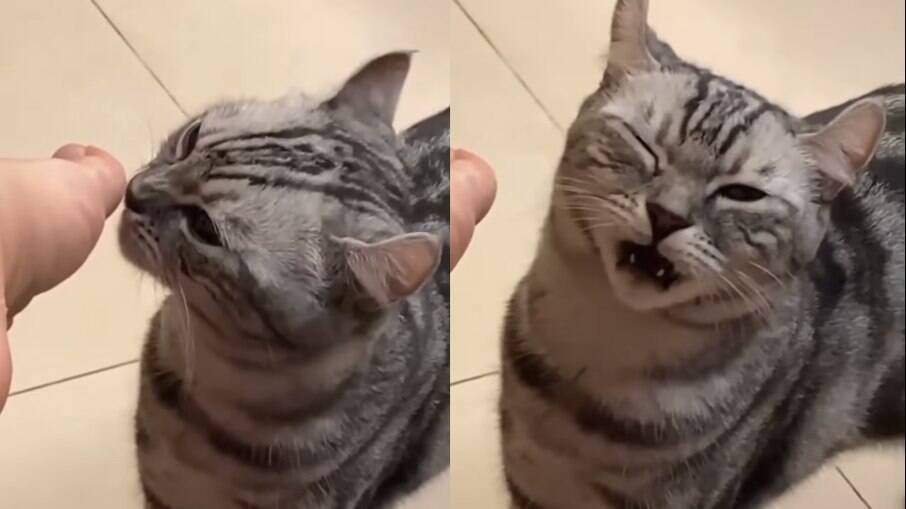 Gato tem reação engraçada ao cheirar o pé do tutor