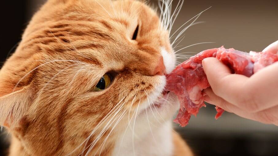 Por serem animais domesticados, o organismos dos pets não estão mais habituados ao consumo de carne crua