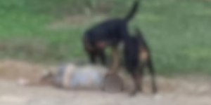 Idosa perde as orelhas após ser atacada por rottweilers em SP