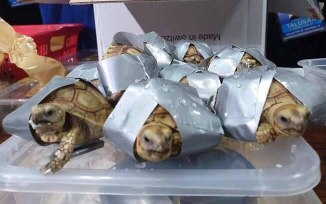 Algumas das tartarugas encontradas que estavam em malas para serem encaminhadas para o mercado do tráfico de animais