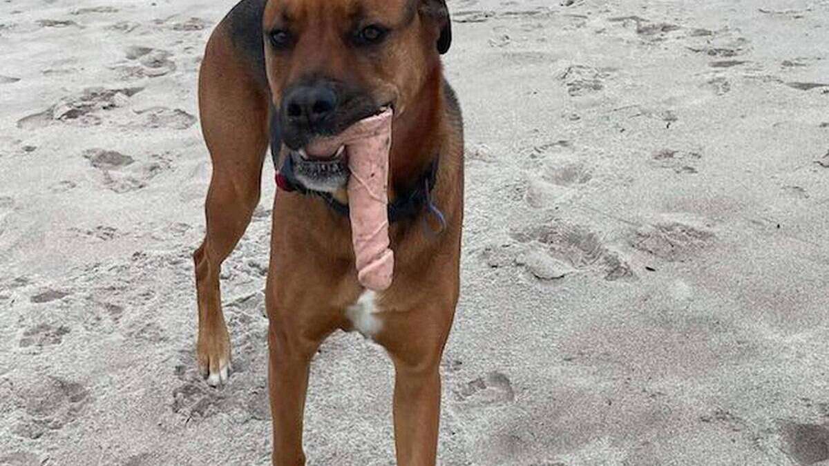 Cachorro encontra sex toy em passeio na praia | Canal do Pet – [Blog GigaOutlet]