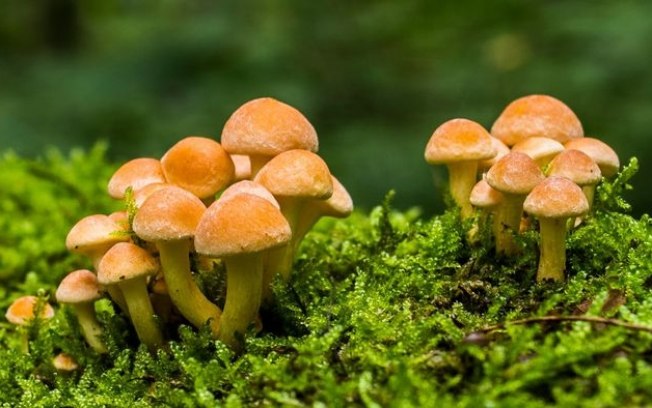 Ecoacústica: como sons ajudam fungos a crescer e restaurar ecossistemas