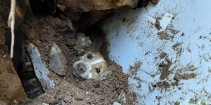 Cão é resgatado após passar quase um dia soterrado sob muro