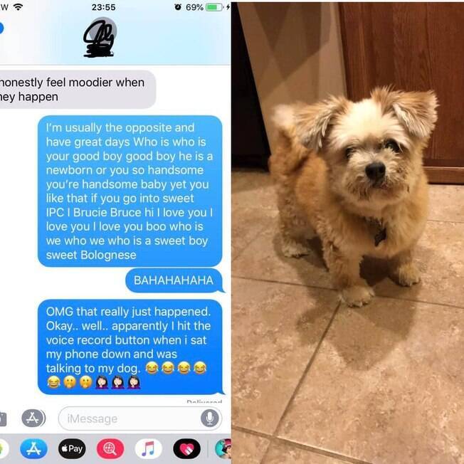 Mensagem e Brucey, o cachorro idoso
