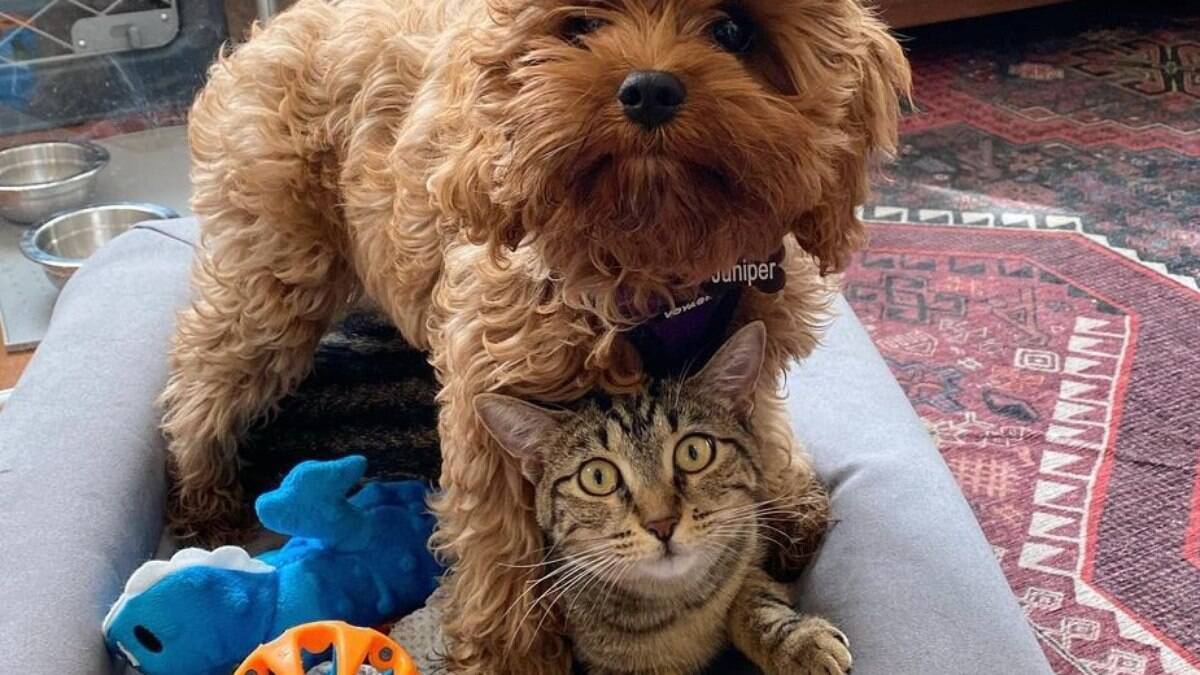 Penelope e Juniper são irmãs inseparáveis