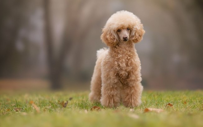 5 raças de cachorro pequeno com pouco pelo perfeitos para quem sofre com alergia