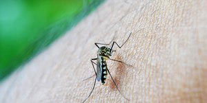 Dengue: São Paulo decreta estado de emergência pela doença