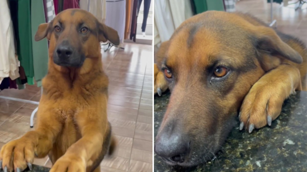 Cachorro faz cara de arrependido após levar bronca