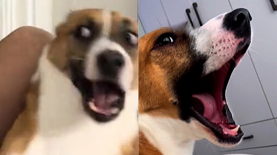 Seu cachorro 'discute' com você? Saiba o motivo Seu cachorro 'discute' com você? Saiba o motivo