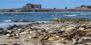 Foca-elefante roxa surpreende visitantes em parque da Califórnia
