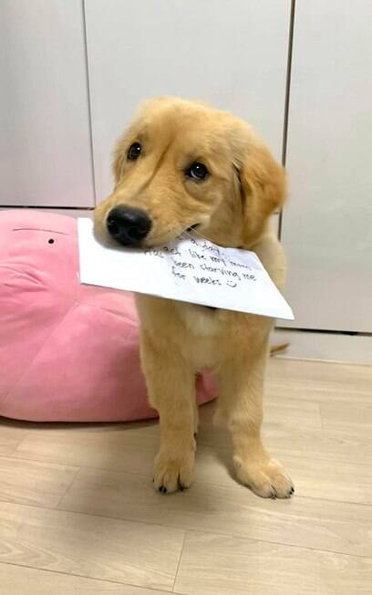 Golden retriever e plaquinha da vergonha