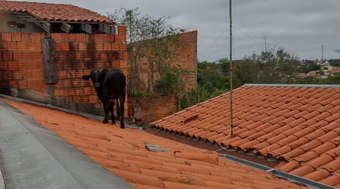 Vaca%20%C3%A9%20encontrada%20em%20telhado%20de%20uma%20casa%20no%20interior%20de%20S%C3%A3o%20Paulo