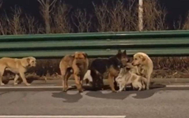 Cães roubados fogem e voltam para casa guiados por um corgi 6vgnmroe25n5e7khnb9vcvj8p