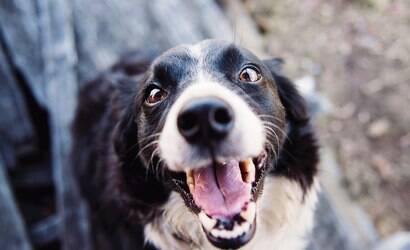 Quer saber se seu cão é feliz? Então observe estes sinais