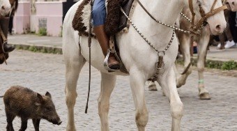 Javali%20faz%20amizade%20com%20cavalo%20e%20acompanha%20desfile%20